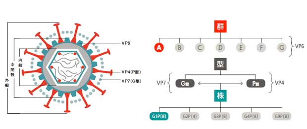 ロタウイルスの分類